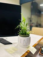 Modern Planter
