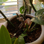 Meccha Chameleon
